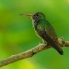 Kolibrik rezavoocasy - Amazilia tzacatl - Rufous-tailed Hummingbird o2463
